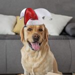 Couvre - chef de clown pour chien, chapeau d'halloween, festival, no�l, accessoire de v�tements, bandeau ...