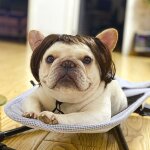 Couvre - tête avec frange pour chien et chat, fournitures pour animaux de compagnie, cheveux tressés, ... Couvre - tête avec frange pour chien et chat, fournitures pour animaux de compagnie, cheveux tressés, ...