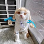 Couvre - tête avec frange pour chien et chat, fournitures pour animaux de compagnie, cheveux tressés, ... Couvre - tête avec frange pour chien et chat, fournitures pour animaux de compagnie, cheveux tressés, ...