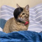 Couvre - tête avec frange pour chien et chat, fournitures pour animaux de compagnie, cheveux tressés, ... Couvre - tête avec frange pour chien et chat, fournitures pour animaux de compagnie, cheveux tressés, ...