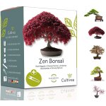 Cultivea� mini - kit pr�t � pousser bonsa� ? graines fran�aises 100% bio red mapple, chinese cercis, ...