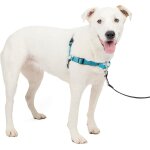 - easy walk deluxe, harnais de marche sans traction pour chiens, design rembourr�, comprend une laisse ...