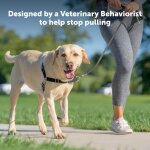 Easy walk harnais anti - traction pour chien ¿ le harnais ultime pour aider a arrêter de tirer ¿ prenez ... Easy walk harnais anti - traction pour chien ¿ le harnais ultime pour aider a arrêter de tirer ¿ prenez ...