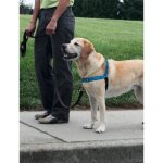 Easy walk harnais deluxe l - bleu ocan - pour chien