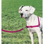 Easy walk harnais m - framboise - pour chien Easy walk harnais m - framboise - pour chien