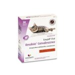 Easypill chat gingiva