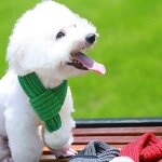 Echarpe d'hiver chaude a col de chat pour chien, en tricot doux, accessoires pour animaux de compagnie ...