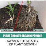 Enzyme active pour la croissance des plantes, hpronosroot, rgulation wageuse de la croissance et du ...