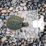 Equipement de dcoration de tortue naine africaine, terrasse d'aquarium, accessoires de grenouille, aspiration ...