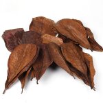 Feuilles de catappa naturelles pour aquarium, 10 pi�ces, outils de nettoyage d'aquarium, traitement de ...