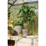 Ficus plante artificielle en pot h110