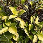 Filet anti - oiseaux 5m x 5m - protection balcon, jardin, arbres fruitiers - eloigne pigeons, convient ...