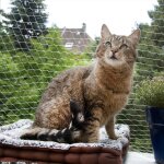 Filet anti - oiseau pour etang, filet de protection pour animaux de compagnie, chat, chien, cl�ture en ...
