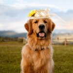 (fleurs jaunes)pet chien chapeau de paille marguerite chapeau de soleil chiot bowknot fleur chapeau de ...