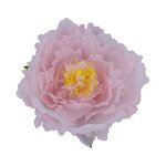 Fleur pivoine artificielle tulle 28x10cm rose