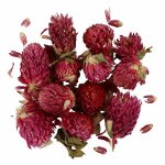 Fleurs s�ch�es tr�fle rouge 15g, mat�riel de d�coration, fleuristerie, passe - temps couleurs, d�coupage ...