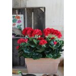 Plante artificielle de granium rouge en jardinire h40