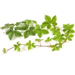 Guirlande vigne vierge artificielle 1. 70m vert