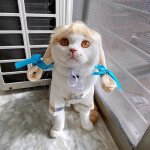 Dguisement cosplay pour chiens et chats, perruques pour animaux de compagnie, ensemble de cheveux croiss ...