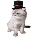 Dguisement d'halloween pour animaux domestiques chapeau pour chiot, chien, chats, chapeau de fte, casquette ...