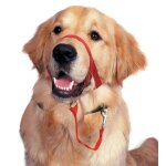 Halti licol educatif anti - traction dressage pour chien taille 3 rouge