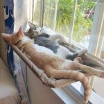 Hamac pour chat - couleur:violet