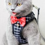 Harnais pour animaux de compagnie, corde de traction pour chien, collier de ceinture de poitrine, corde ...