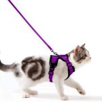 Harnais chat petit chien laisse harnais chaton r�glable gilet refl�chissant respirant, collier harnais ...