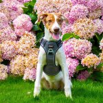 Harnais chien stye upka cani - marche, anti - traction, balade, gris