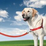 Harnais easywalk pour chien rouge - taille s