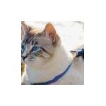 Harnais + laisse easywalk chat s bleu poitrail de 23 a 28 cm