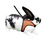 Harnais et laisse lapin