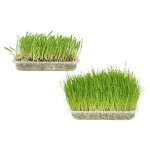 Herbe a chat Herbe a chat