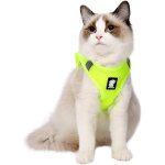 Jfkjg - harnais chat - harnais chaton rglable ensemble de harnais et laisse pour chat animal domestique ...