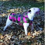 Jgd - blouson rembourre pour chiens, street military, 20 cm pour chien