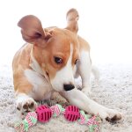 Jouet de dentition pour chien, corde en coton a triple noeud, couleur alatoire, jouet en caoutchouc, ...