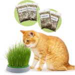Kalanka - - kit cataire double graines - pot de germination, 2 types d'herbe a chat, stimulante et digestive, ...