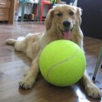 Lanceur de balle de tennis 24cm, grand chien g�ant pour animaux de compagnie, chiot, lanceur de jouets ...