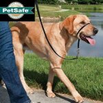 Licol easywalk chien m noir de 11 a 27kg