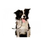 Licol noir t. xs chien - halti