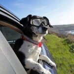 Lunettes de soleil a la mode pour chien, protection des yeux, anti - uv, etanche, fournitures pour animaux ...
