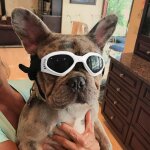 Lunettes de soleil pliables pour animaux de compagnie, accessoires de mode pour animaux de compagnie, ... Lunettes de soleil pliables pour animaux de compagnie, accessoires de mode pour animaux de compagnie, ...