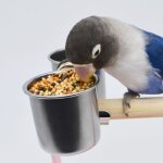 Mangeoire en acier inoxydable pour oiseaux 40ja, bol de nourriture, conteneur pour perroquet, cage pour ... Mangeoire en acier inoxydable pour oiseaux 40ja, bol de nourriture, conteneur pour perroquet, cage pour ...
