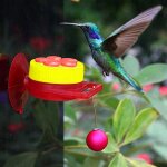 Mangeoire a main pour colibris avec fentre a ventouse, mini dispositif d'alimentation pour oiseaux avec ...