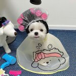 Manteau de cape transparent givr pour chiens, coupe de poils, fournitures pour animaux domestiques, ...