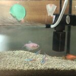 Mini pompe a eau coulissante 5w 3 en 1 avec filtre interne pompe a eau submersible pour aquarium accessoire ...