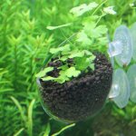 Mini pot en verre cristal pour aquarium, nouvelle tasse d'aquaculture, cylindre de plantation d'eau en ...