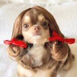 Perruques pour chien et chat, accessoires amusants, ensembles de cheveux croiss, animaux mignons, vtements ...