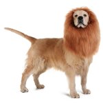 Perruque crinière de lion pour chien, déguisement, déguisement, cadeau d'halloween, chapeau amusant, ... Perruque crinière de lion pour chien, déguisement, déguisement, cadeau d'halloween, chapeau amusant, ...