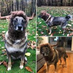 Perruque de lion raliste pour chien, dguisement fantaisie, cheveux de lion pour chien, divertissement ...